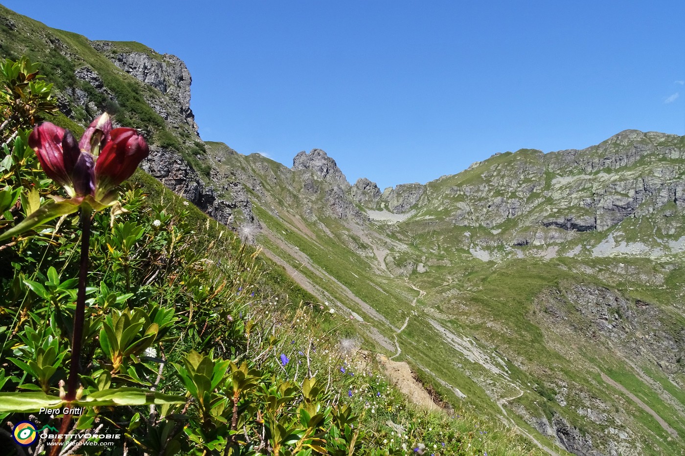 29 Genziana porporina (Gentiana Lutea) sul sent. 109 per i Laghetti di Ponteranica.JPG